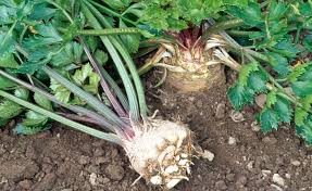 Image result for Sellerie