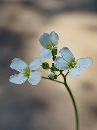 Attēlu rezultāti vaicājumam “Cardaminopsis arenosa flower”