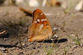 Attēlu rezultāti vaicājumam “Apatura ilia male”