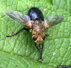 Attēlu rezultāti vaicājumam “Tachinidae”