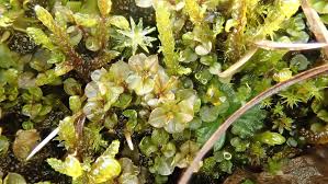 Attēlu rezultāti vaicājumam “Cinclidium stygium”