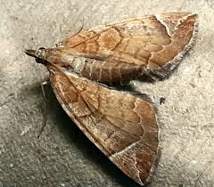 Attēlu rezultāti vaicājumam “Eulithis testata”