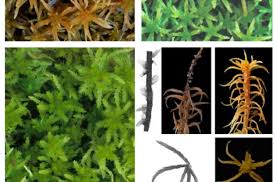 Attēlu rezultāti vaicājumam “Sphagnum teres”