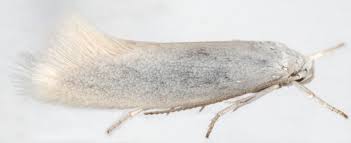 Attēlu rezultāti vaicājumam “Elachista argentella”