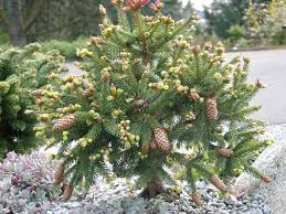 Attēlu rezultāti vaicājumam “Picea abies fruit”