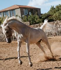 Image result for Ayr Riding Club