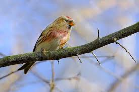 Attēlu rezultāti vaicājumam “Carduelis flammea female”