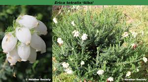 Attēlu rezultāti vaicājumam “Erica tetralix”