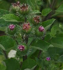 Attēlu rezultāti vaicājumam “Arctium”