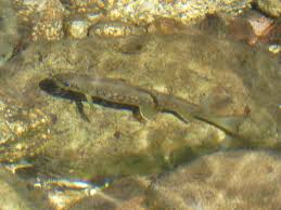 Image result for Salmo macrostigma