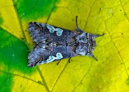 Attēlu rezultāti vaicājumam “Diloba caeruleocephala”