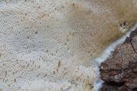 Attēlu rezultāti vaicājumam “Antrodia gossypium”