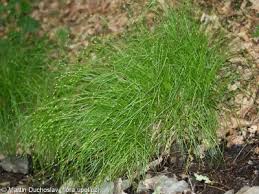 Attēlu rezultāti vaicājumam “Carex remota fruit”