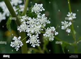 Attēlu rezultāti vaicājumam “Anthriscus sylvestris flower”