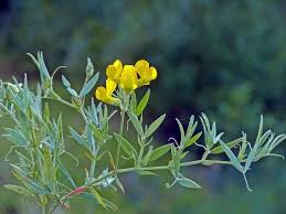 Attēlu rezultāti vaicājumam “Lathyrus pratensis fruit”