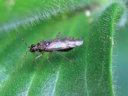 Attēlu rezultāti vaicājumam “Psallus sp. imago”