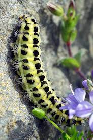 Attēlu rezultāti vaicājumam “Zygaena lonicerae larva”