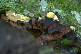 Attēlu rezultāti vaicājumam “Antrodiella serpula”