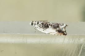 Attēlu rezultāti vaicājumam “Ancylis laetana”