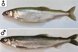 Image result for Osmerus eperlanus