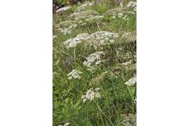 Attēlu rezultāti vaicājumam “Peucedanum palustre”