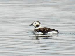 Attēlu rezultāti vaicājumam “Clangula hyemalis”