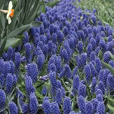 Attēlu rezultāti vaicājumam “Muscari armeniacum flower”