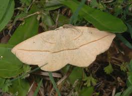 Attēlu rezultāti vaicājumam “Geometridae”