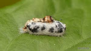 Attēlu rezultāti vaicājumam “Ichneumonidae cocoon”