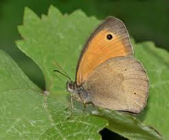 Attēlu rezultāti vaicājumam “Maniola jurtina male”