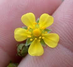 Attēlu rezultāti vaicājumam “Potentilla argentea flower”