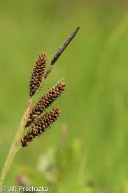 Attēlu rezultāti vaicājumam “Carex nigra”