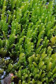 Attēlu rezultāti vaicājumam “Palustriella falcata”