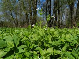 Attēlu rezultāti vaicājumam “Stellaria nemorum bud”