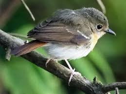 Attēlu rezultāti vaicājumam “Diderma rufostriatum young”