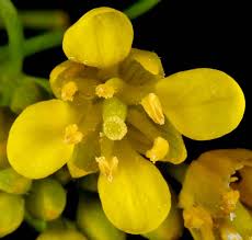 Attēlu rezultāti vaicājumam “Rorippa sylvestris flower”