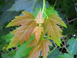 Attēlu rezultāti vaicājumam “Acer saccharinum leaf”