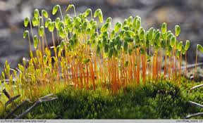 Attēlu rezultāti vaicājumam “Pohlia nutans”