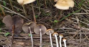 Attēlu rezultāti vaicājumam “Psilocybe sp.”