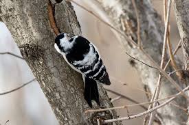 Attēlu rezultāti vaicājumam “Dendrocopos minor female”
