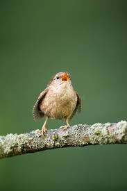 Attēlu rezultāti vaicājumam “Troglodytes troglodytes adult”