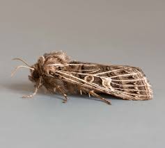 Attēlu rezultāti vaicājumam “Tholera decimalis female”