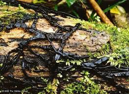 Attēlu rezultāti vaicājumam “Armillaria sp.”