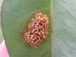 Attēlu rezultāti vaicājumam “Cribraria rubiginosa stalked”