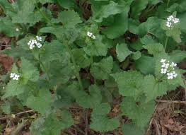 Image result for Alliaria petiolata