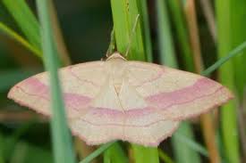 Attēlu rezultāti vaicājumam “Rhodostrophia vibicaria”