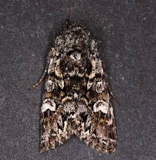 Attēlu rezultāti vaicājumam “Papestra biren”