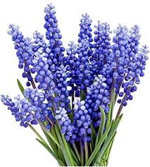 Attēlu rezultāti vaicājumam “Muscari armeniacum”