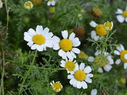 Image result for Artemisia gmelinii