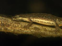 Attēlu rezultāti vaicājumam “Triturus vulgaris female”